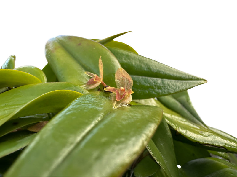 Pleurothallis tridentata