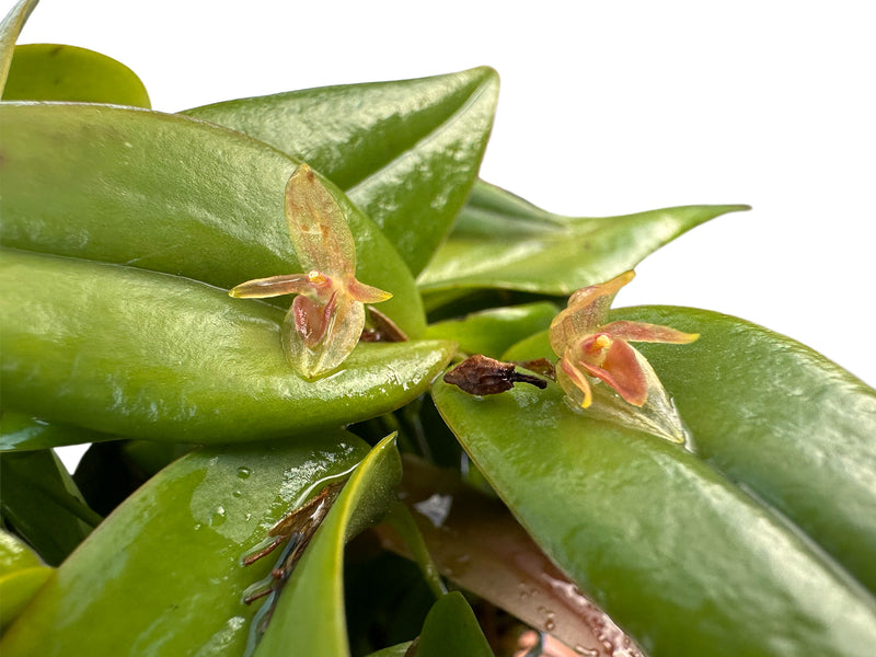 Pleurothallis tridentata