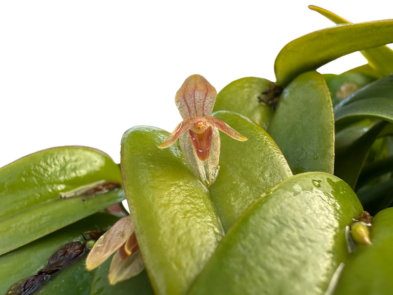 Pleurothallis tridentata