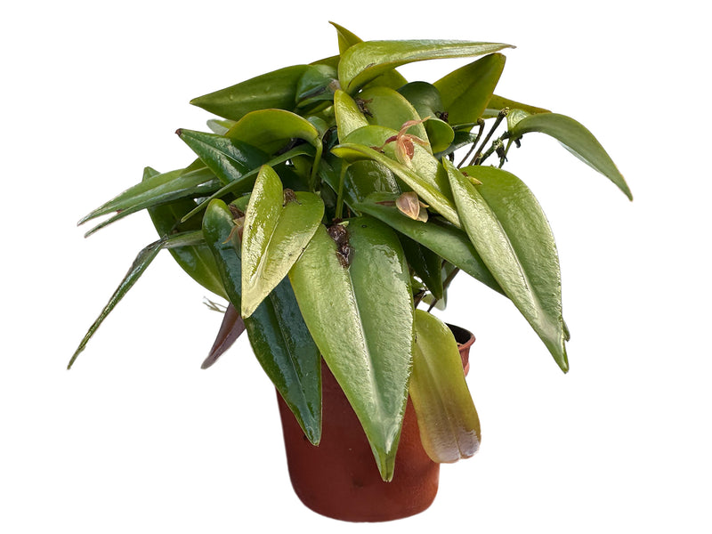 Pleurothallis tridentata