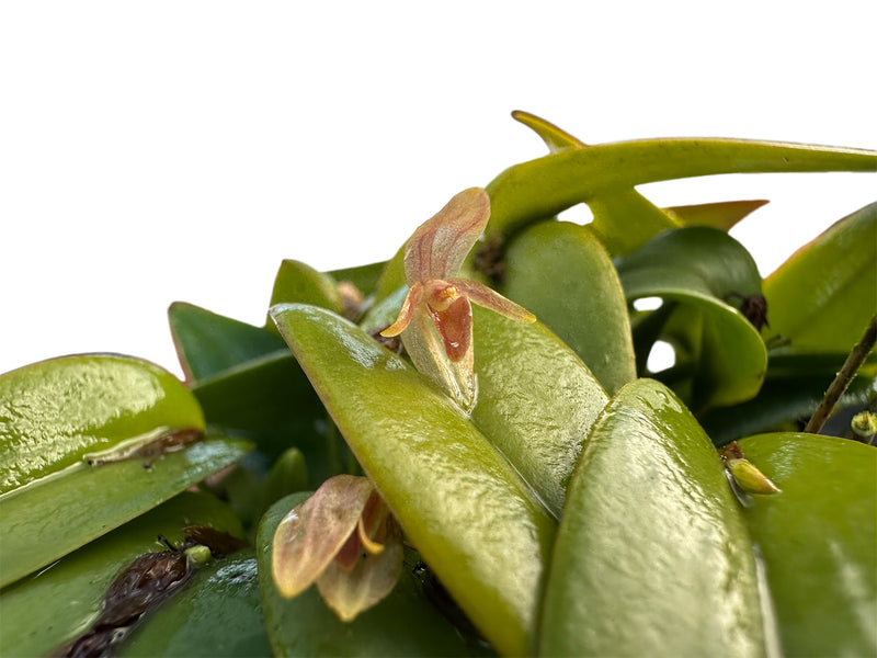 Pleurothallis tridentata