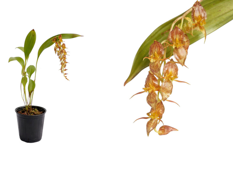 Pleurothallis trifurcata