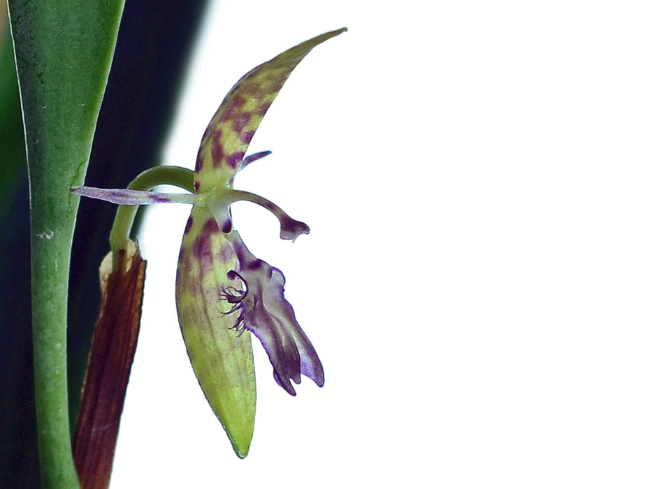 Pleurothallis trimeroglossa