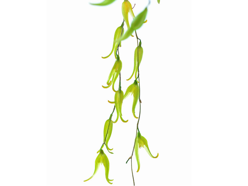 Pabstiella tripterantha