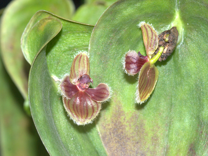 Pleurothallis troglodytes