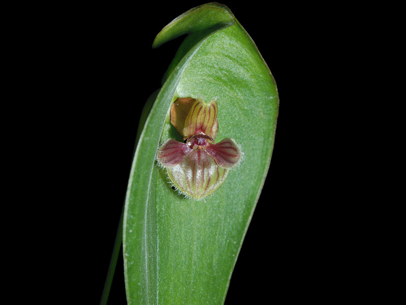 Pleurothallis troglodytes