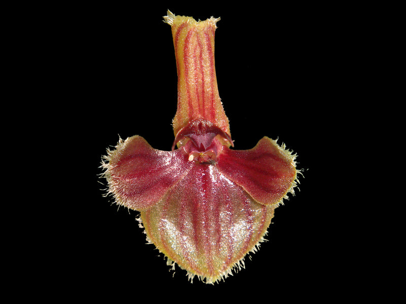 Pleurothallis troglodytes