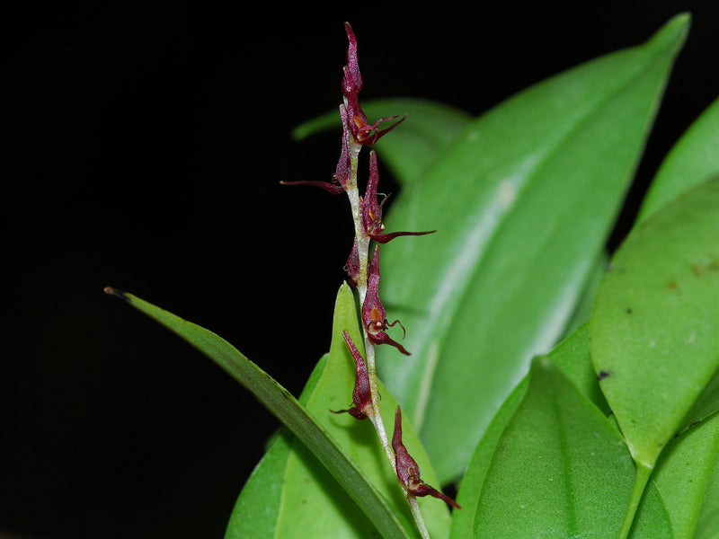 Pleurothallis tryssa