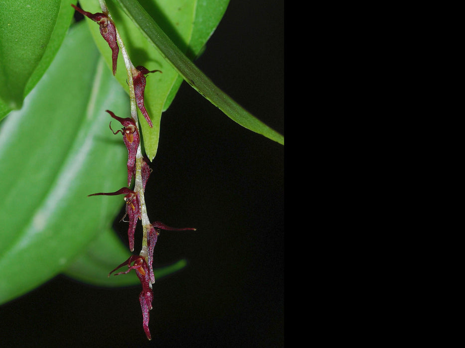 Pleurothallis tryssa