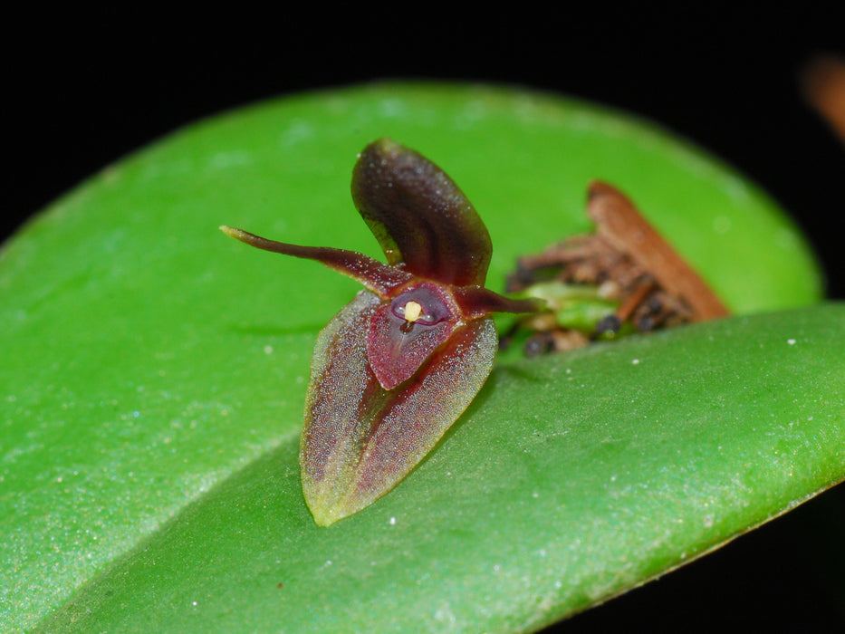 Pleurothallis undulata