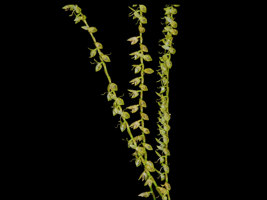 Pleurothallis urceolata