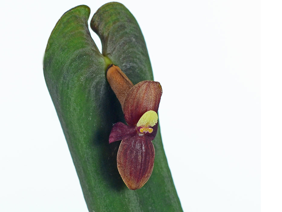 Pleurothallis valladolidensis