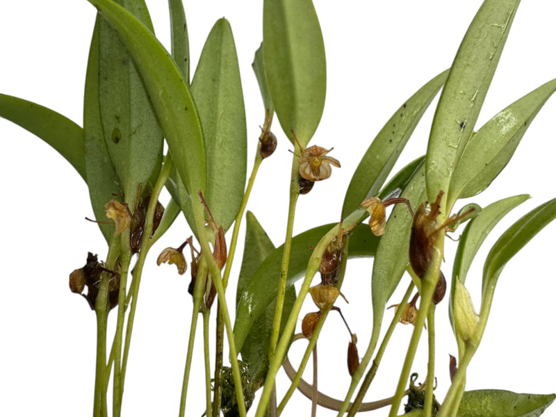 Pleurothallis valvola