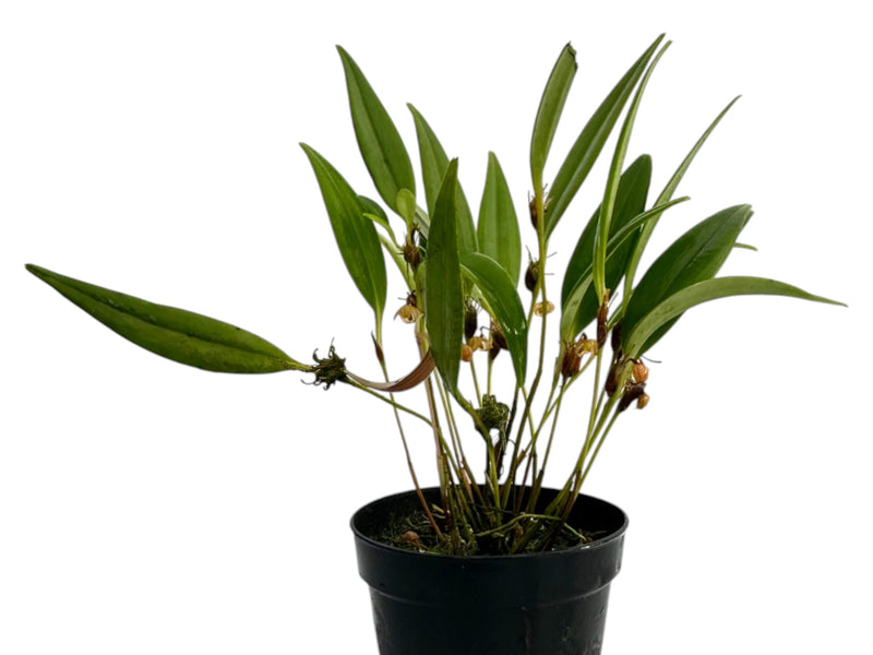 Pleurothallis valvola