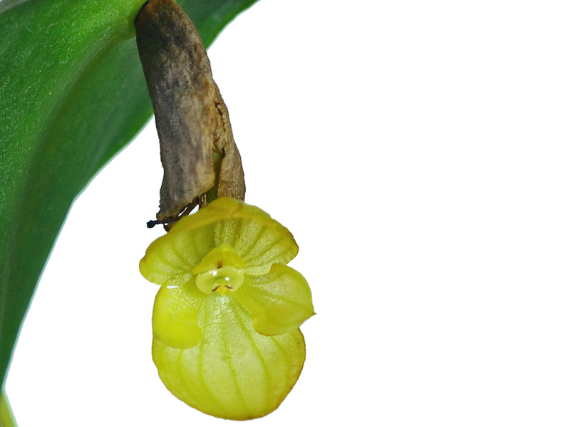 Pleurothallis volans