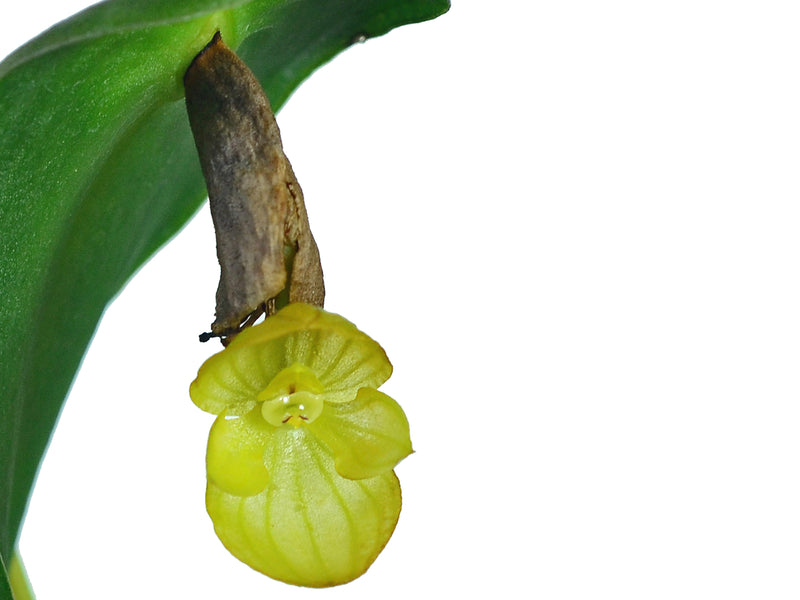 Pleurothallis volans xanthina