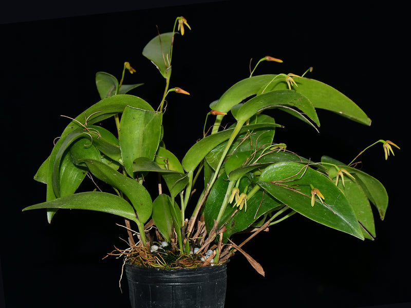 Pleurothallis vorator