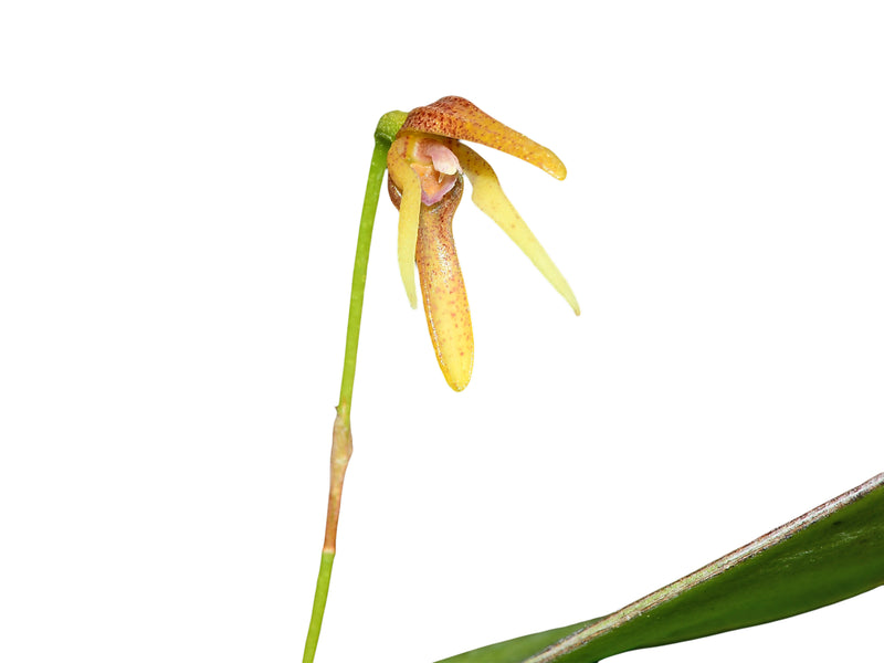 Pleurothallis vorator