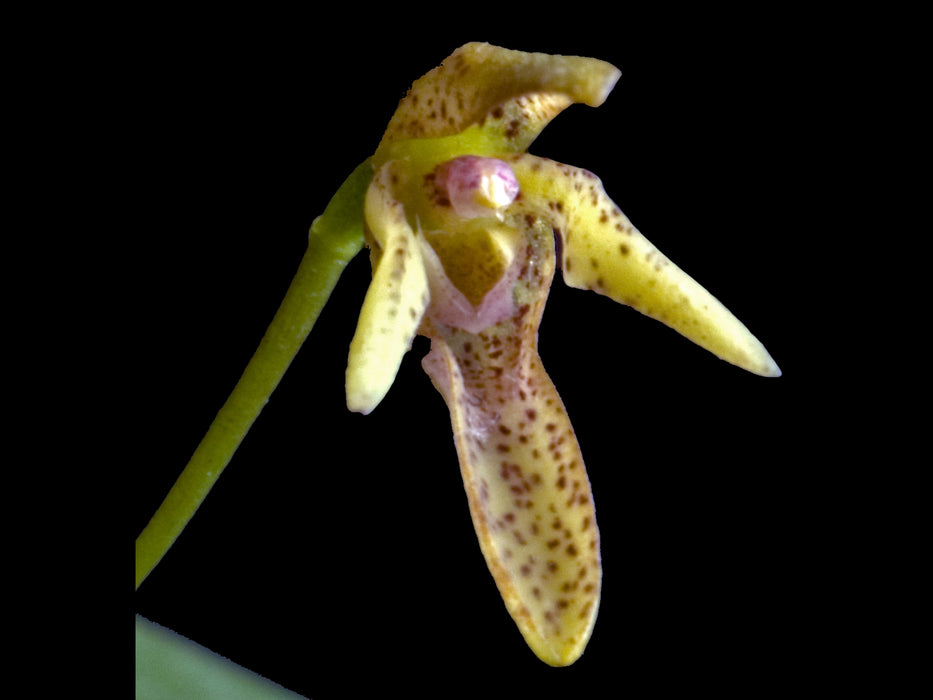 Pleurothallis vorator