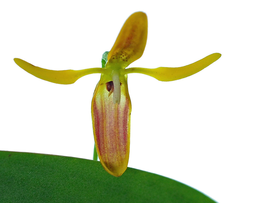 Pleurothallis wielii