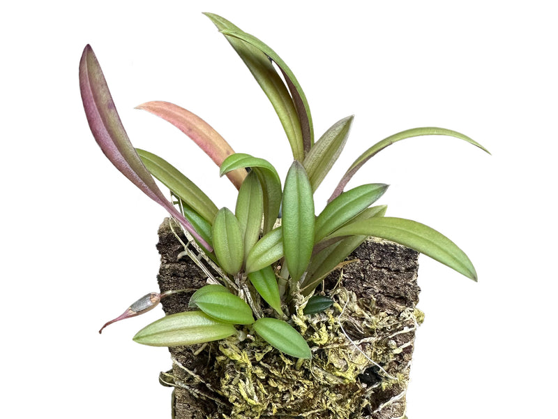 Pleurothallis xenion