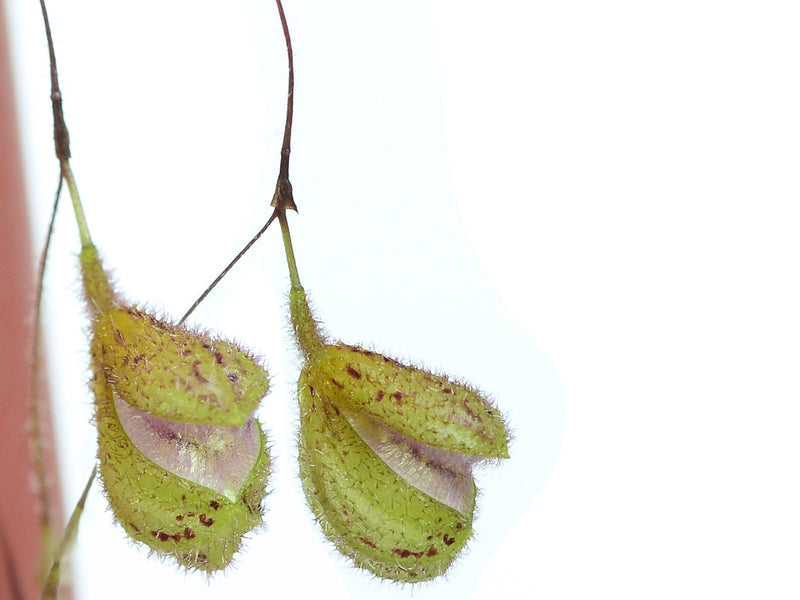 Pleurothallis ximenae