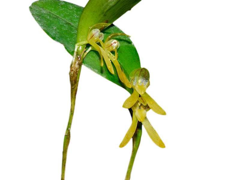 Pleurothallopsis inaequalis