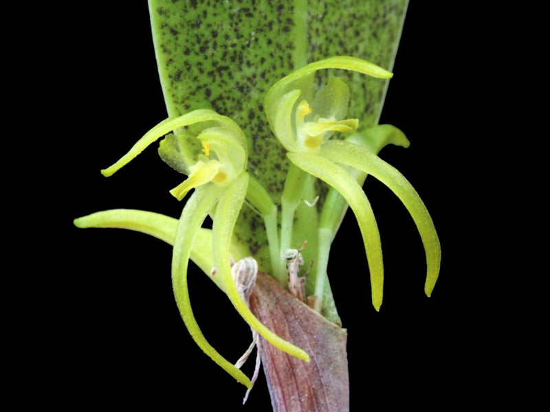 Pleurothallopsis microptera