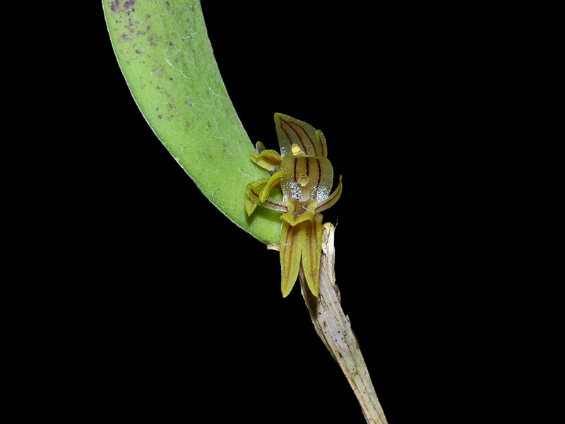 Pleurothallopsis norae