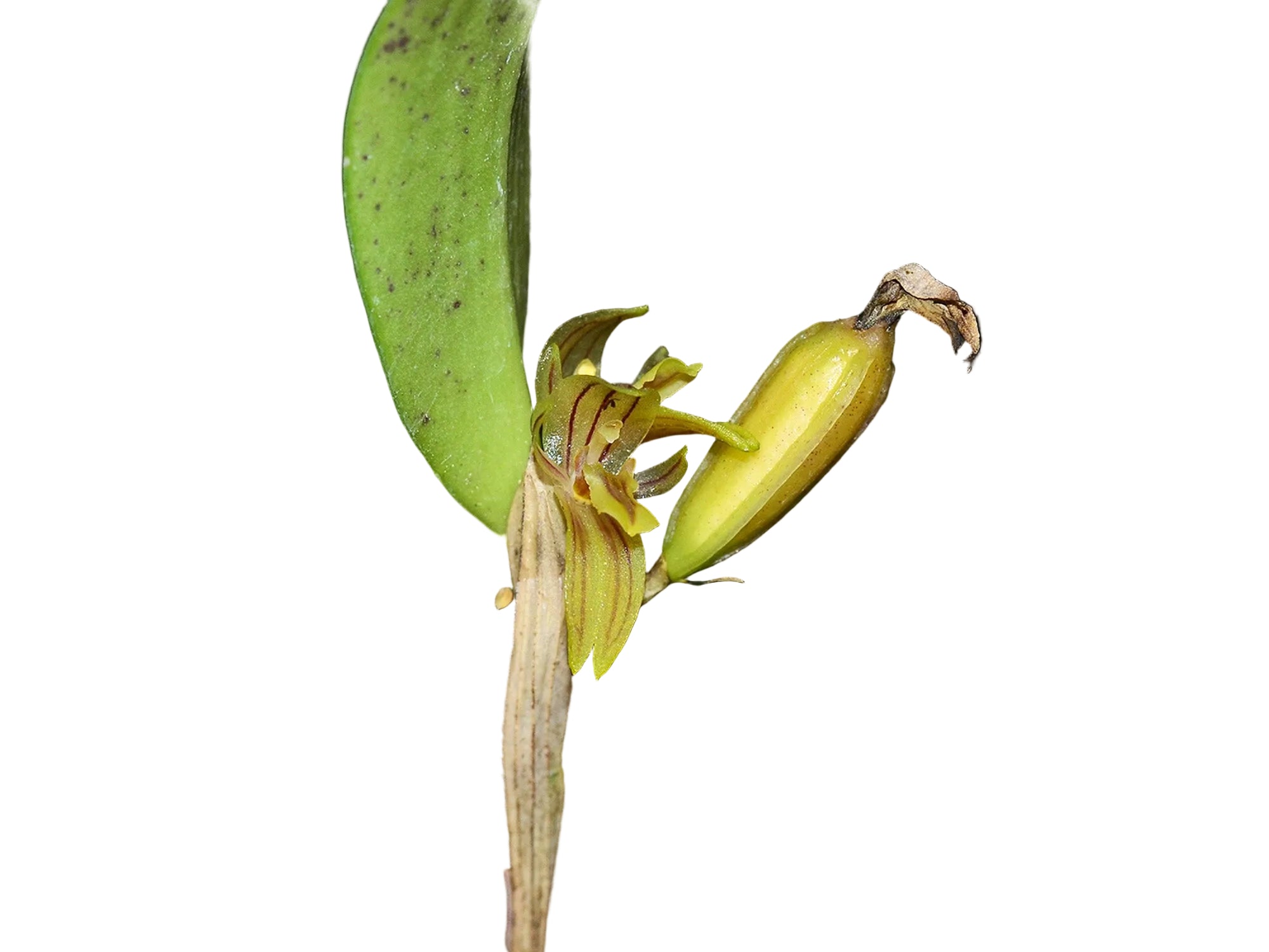 Pleurothallopsis norae