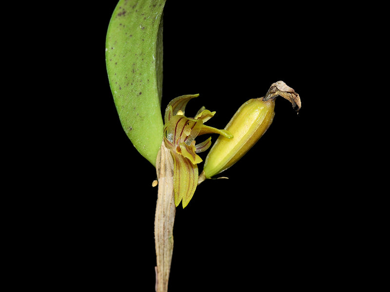 Pleurothallopsis norae
