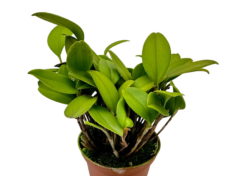 Pleurothallopsis striata