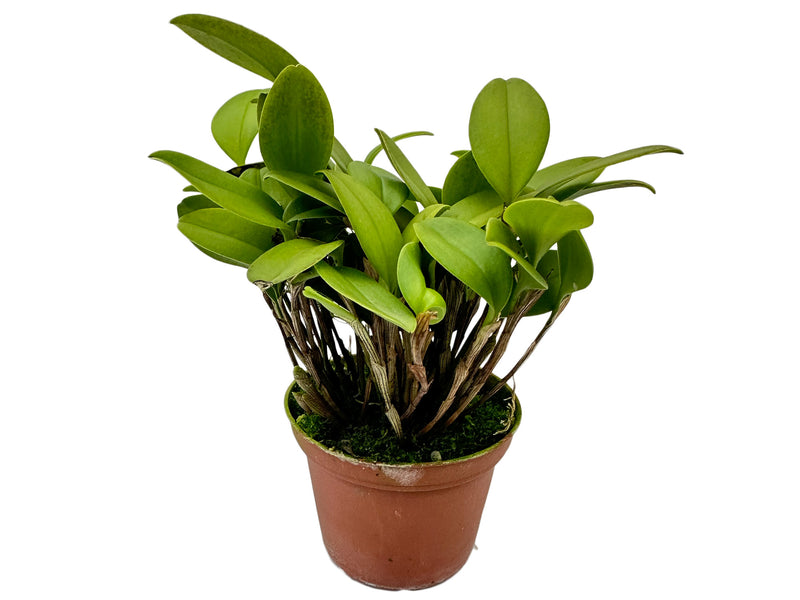 Pleurothallopsis striata