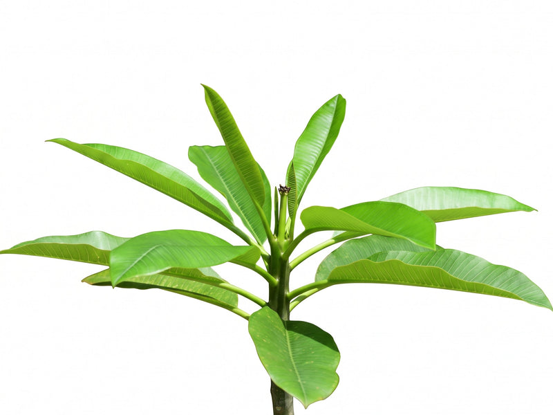 Plumeria rubra