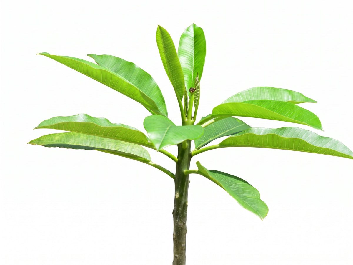 Plumeria rubra