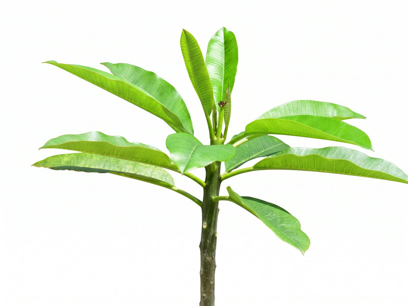 Plumeria rubra