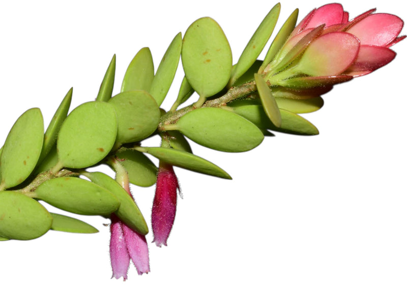 Plutarchia portillae