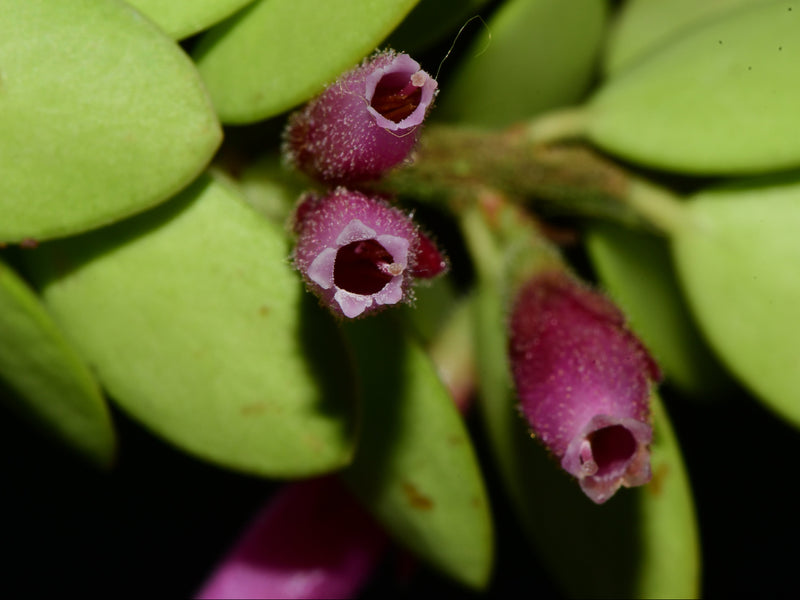 Plutarchia portillae