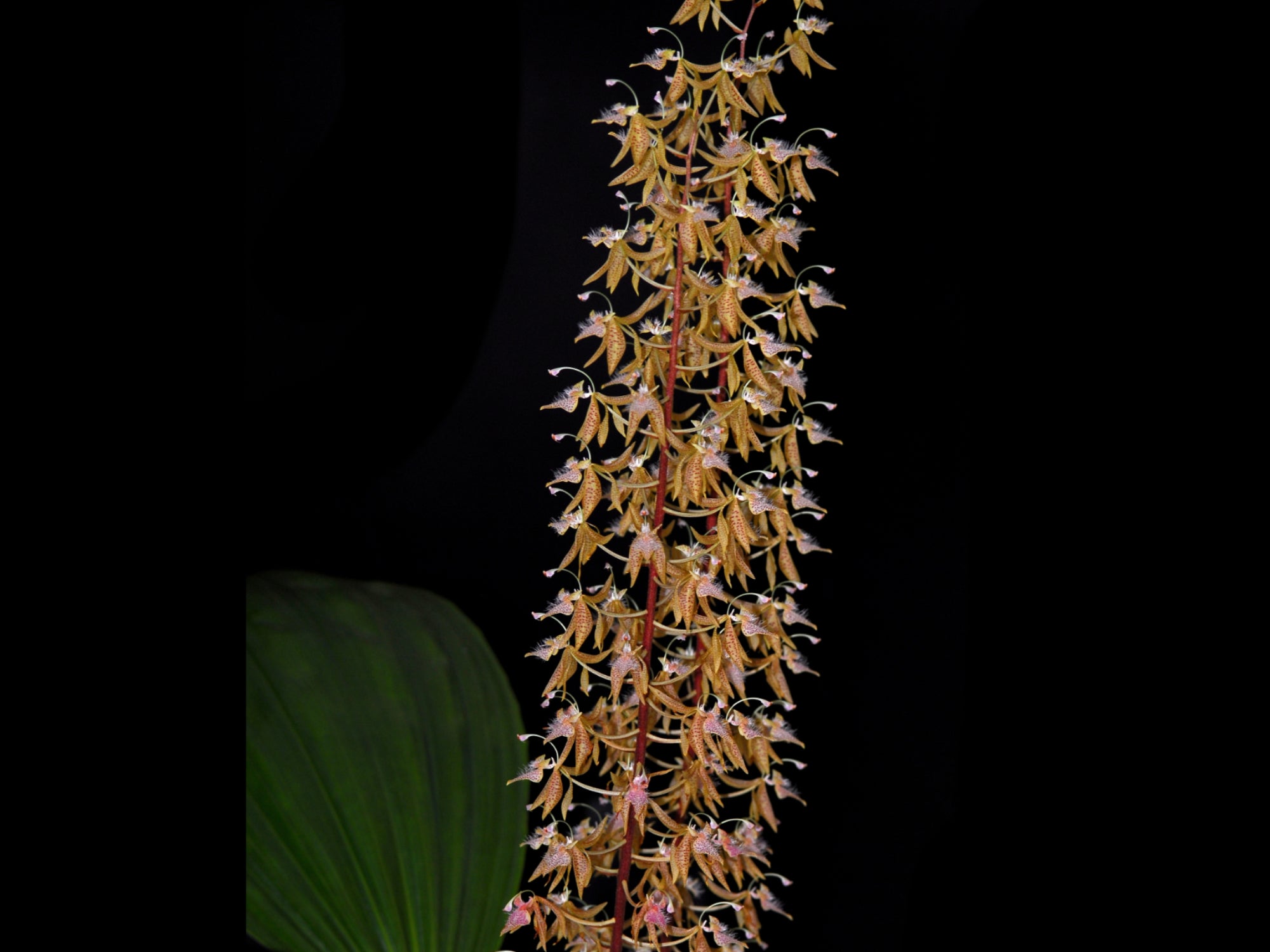 Polycycnis barbata