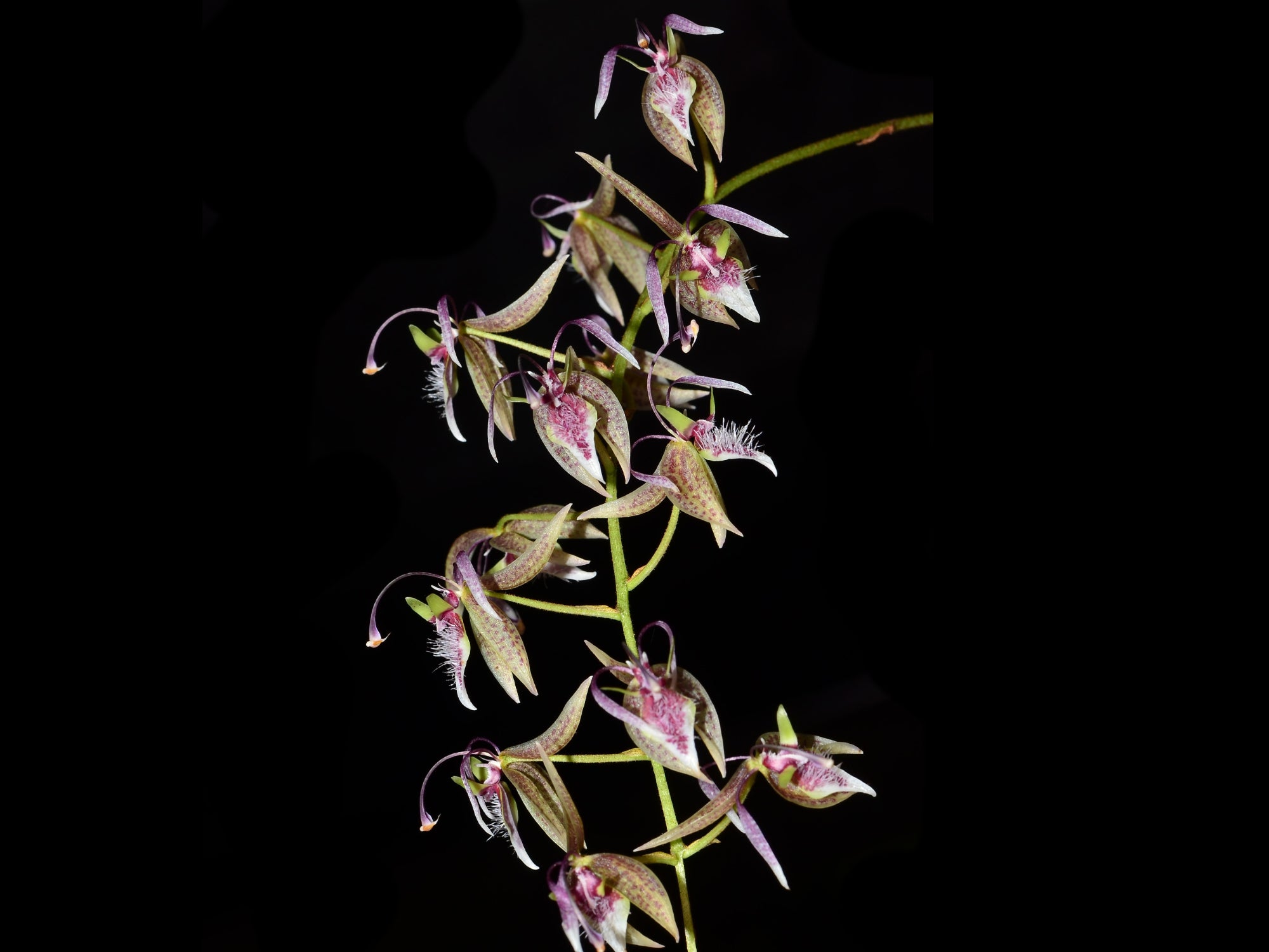 Polycycnis silvana