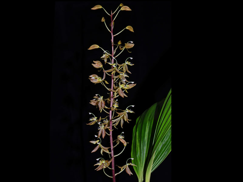 Polycycnis villegasiana