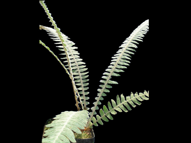 Polypodium bombycinum
