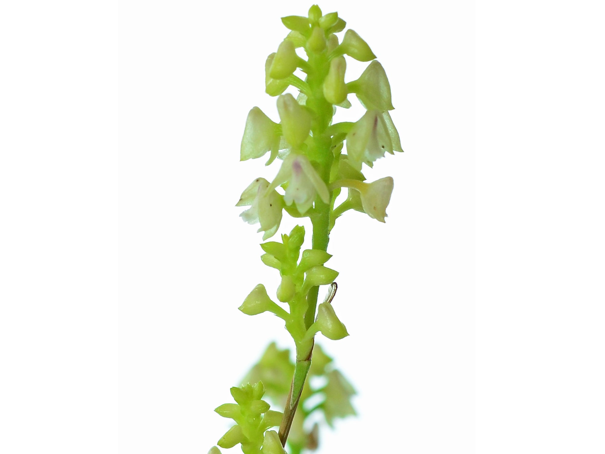 Polystachya concreta