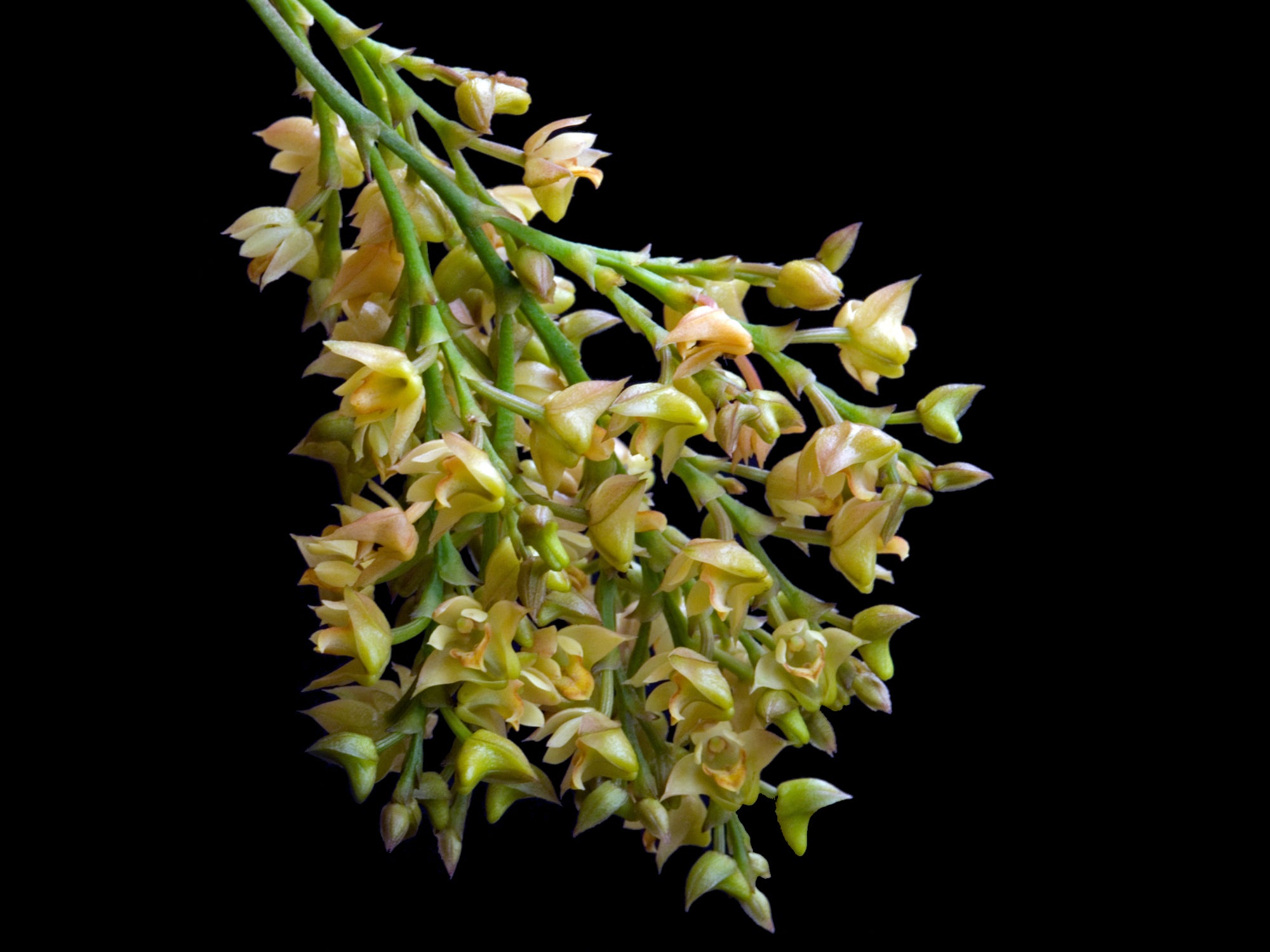 Polystachya cultriformis