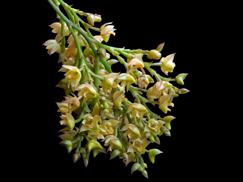 Polystachya cultriformis