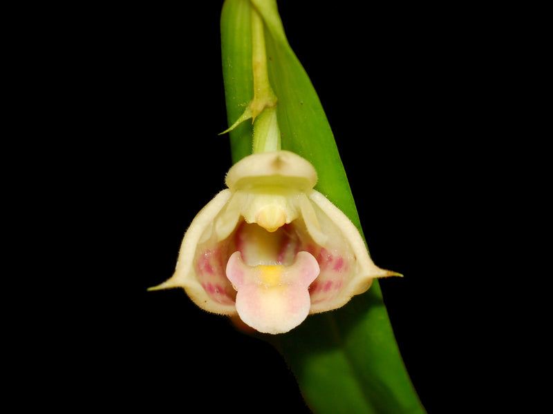 Polystachya subdiphylla