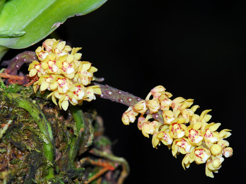 Pomatocalpa spicatum