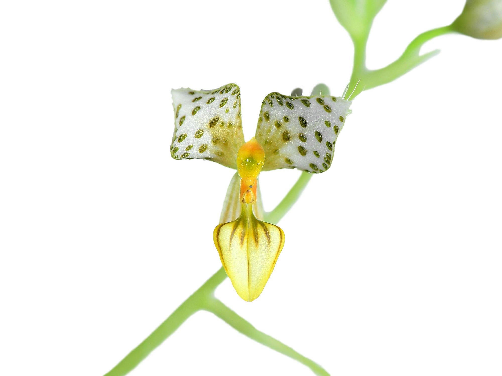 Ponthieva maculata