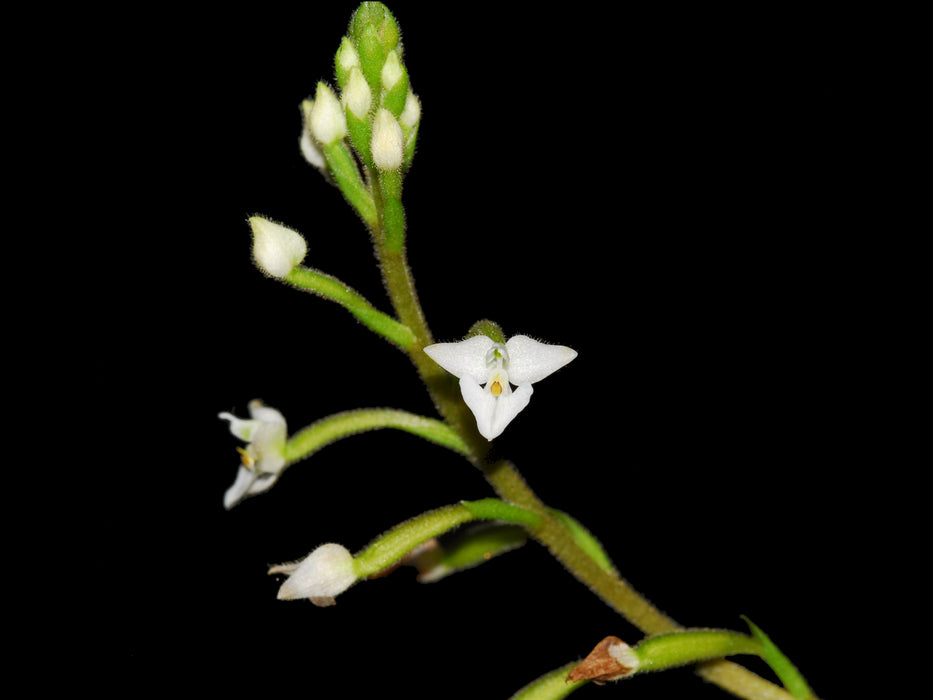 Ponthieva parvilabris