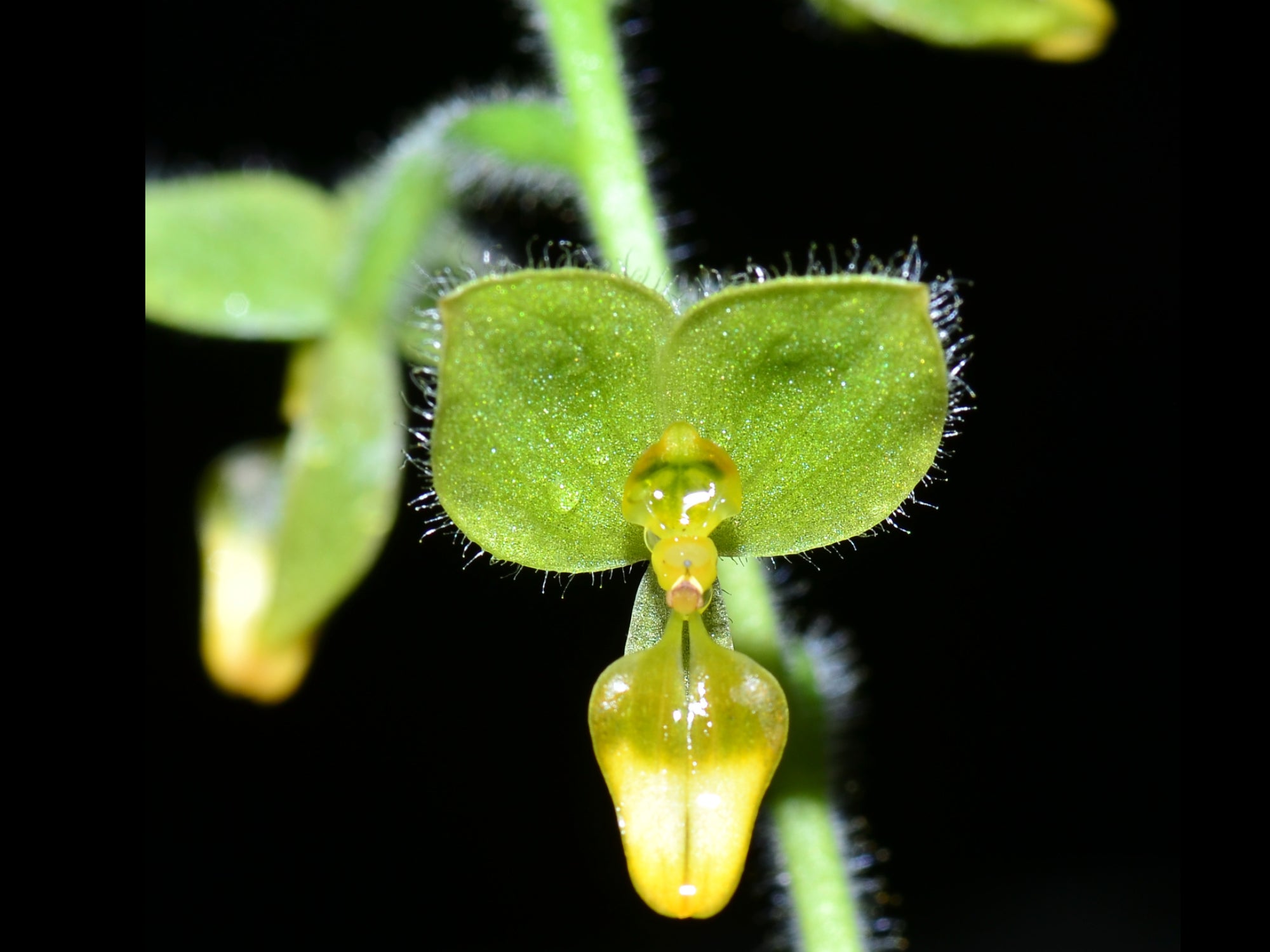 Ponthieva villosa